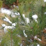 Thumbnail of new posts 177